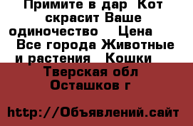 Примите в дар. Кот скрасит Ваше одиночество. › Цена ­ 0 - Все города Животные и растения » Кошки   . Тверская обл.,Осташков г.